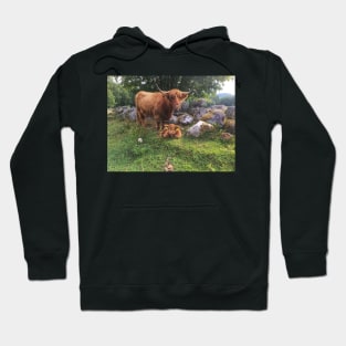 Scottish Highland Cattle Cow and Calf 1804 Hoodie